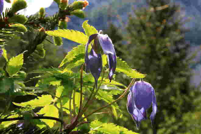 Alpenwaldrebe