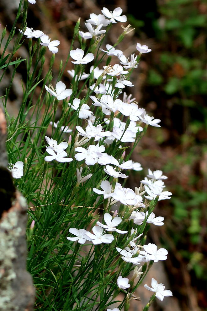 Weiße Nelkenblüten im rötlichen Felsen