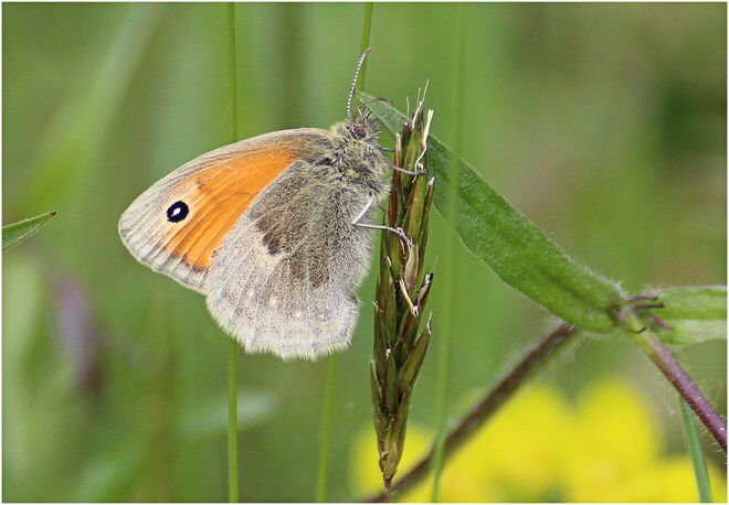 *das kleine Wiesenvögelchen ist auch schon unterwegs *