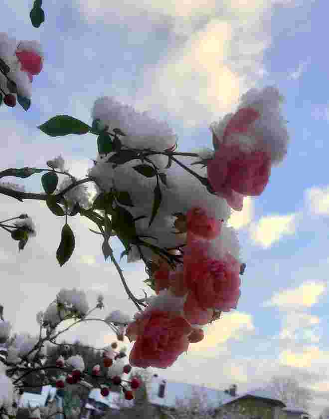 Rosen im Schnee