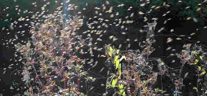 "INSEKTENFLUG"