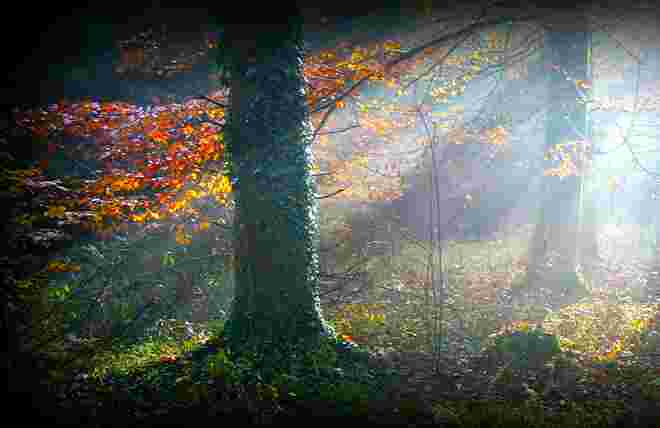 " MORGENNEBEL IM FORST "