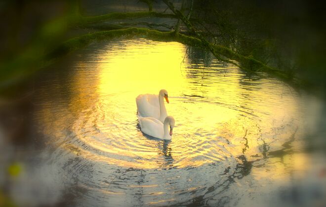 " IM HERBSTLICHEN GOLDWASSER "