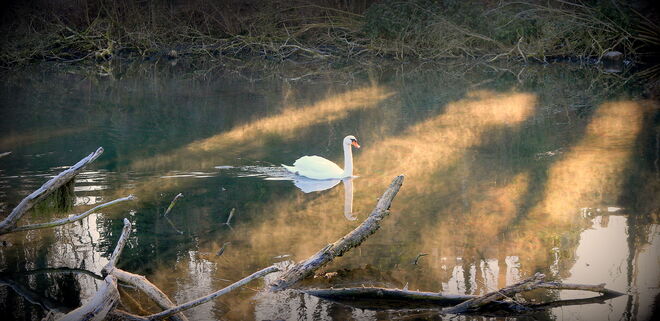 "IM ZARTEN MORGENNEBEL"