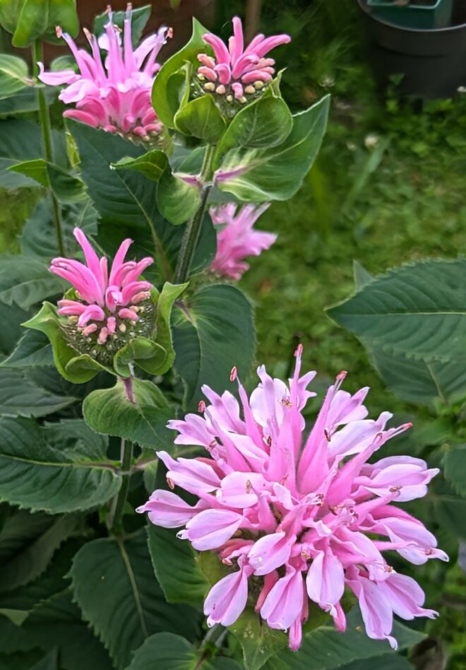 Vorgartenpracht . . . 