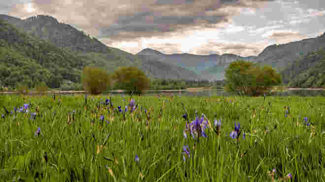 Irisblüte am Vordersee-Faistenau