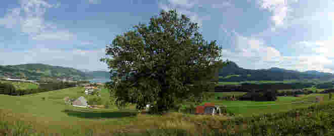 Irrsbergeiche 