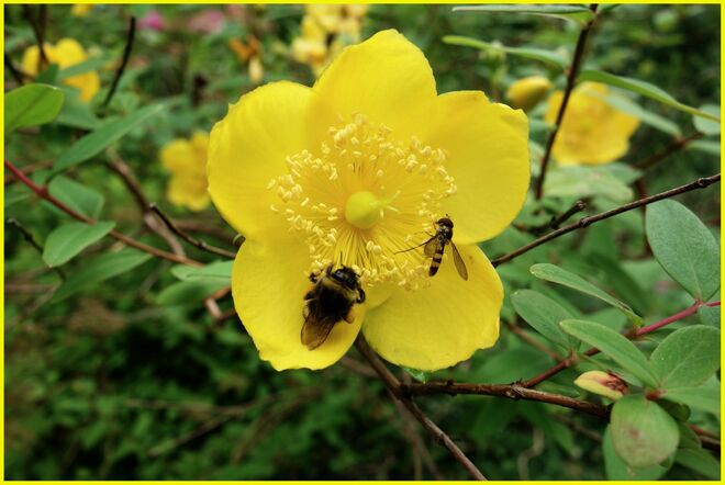 Johanniskraut - Staude