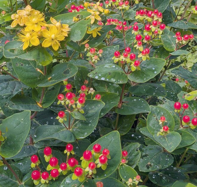 . . . frühe Beeren . . . 