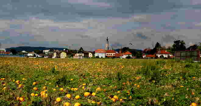 "KÜRBISFELD"