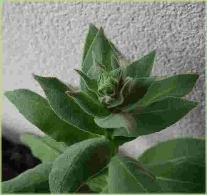 Was wird aus dieser pelzigen Pflanze ?