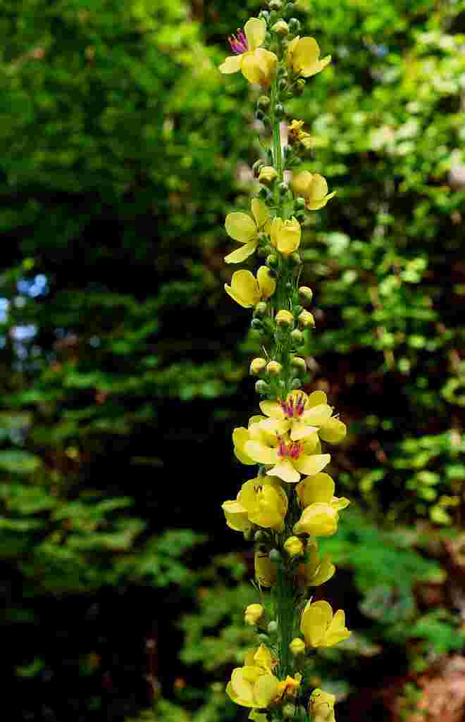 . . . Septembermitte . . . frische Blüten . . . 