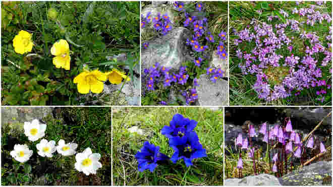 Alpenflora im Frühsommer