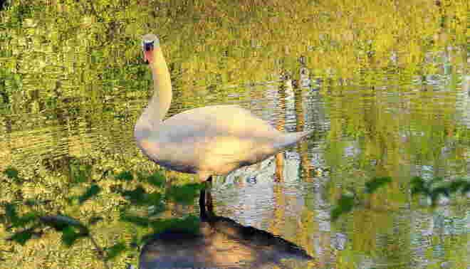 "KLIMT-SCHWAN"