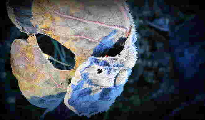 "MASKE"