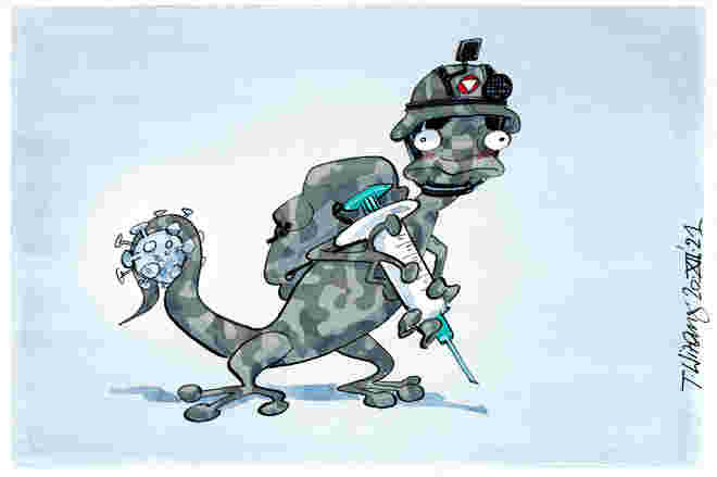 Kampf-Gecko. . . 