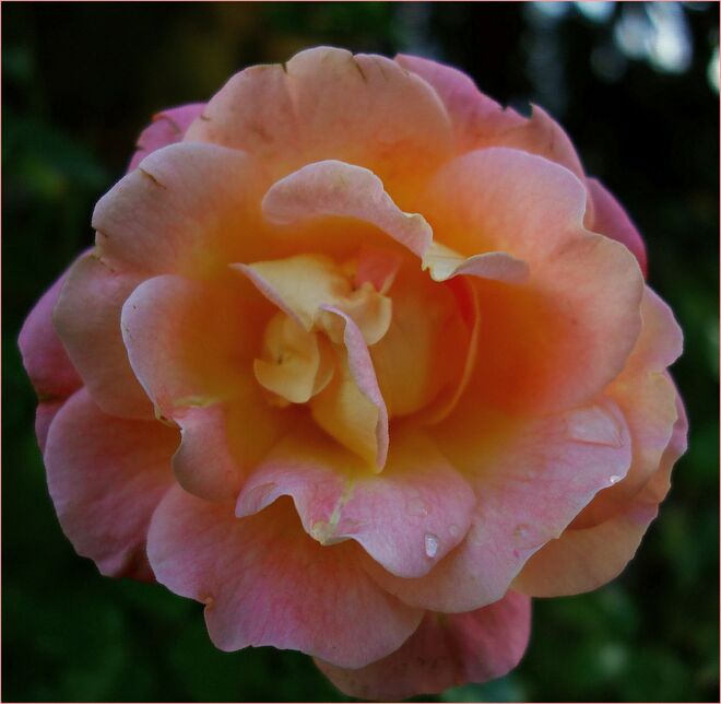 . . .  eine weitere Kandidatin