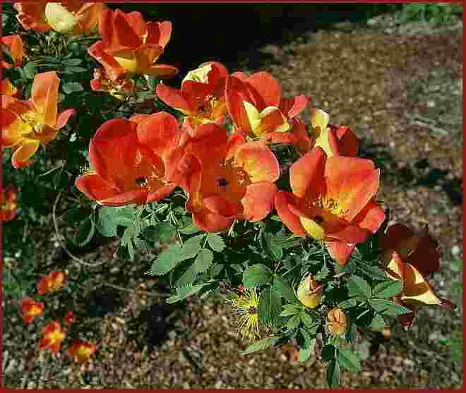 Unübliches Rosenleuchten grüßt im Beet