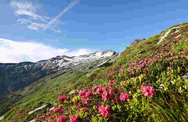 Keeskogel über Blumenteppich