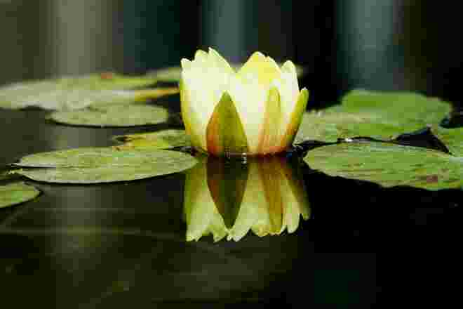 Lotus