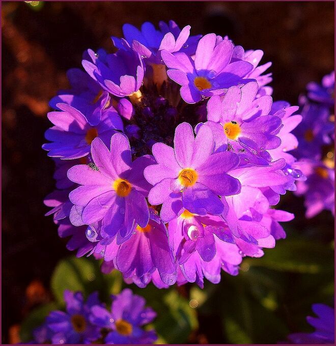 Eine Kugelprimel fängt die letzten Sonnenstrahlen ein . . . 