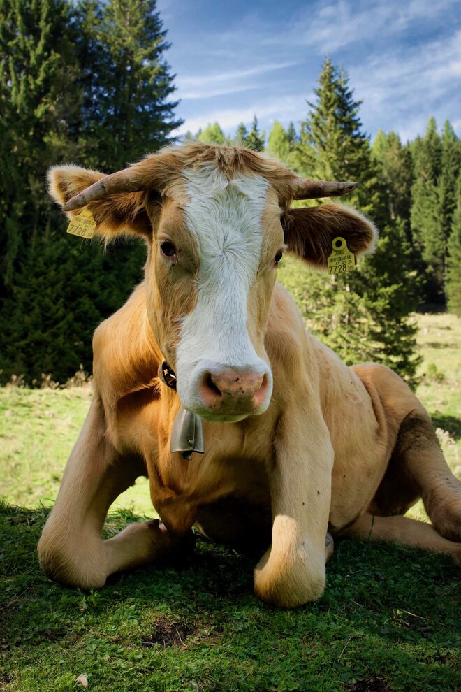 Bauernherbst in Salzburg. "Da knia'st di nida"!