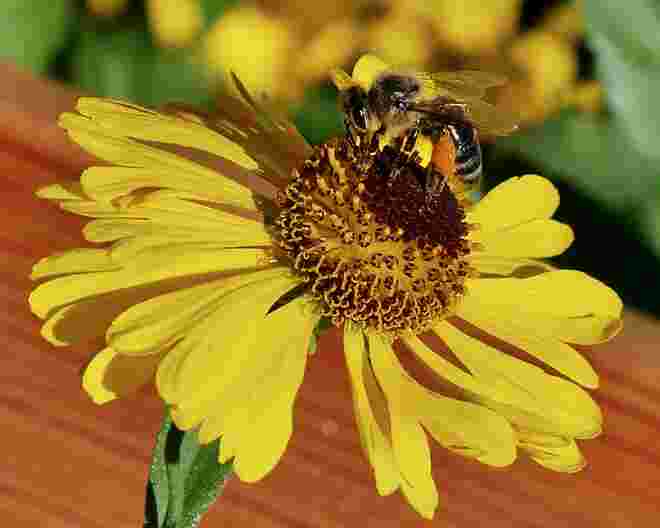 Volle (Pollen-) Höschen...
