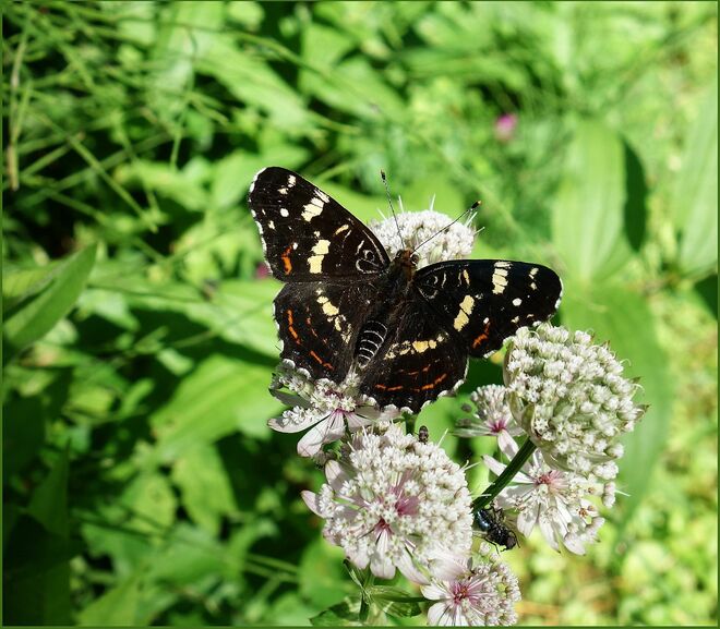 Landkärtchen auf Sterndolde