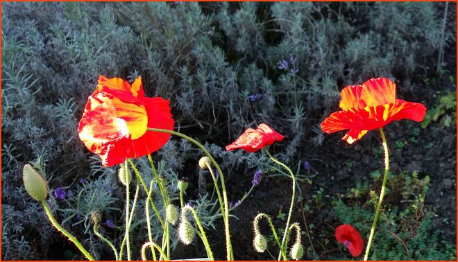 . . . letzte Sonne am feurigen Mohn . . . 