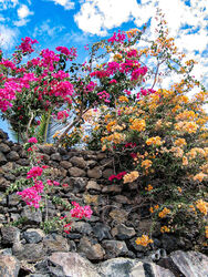 Herbstblumen auf Lanzarote