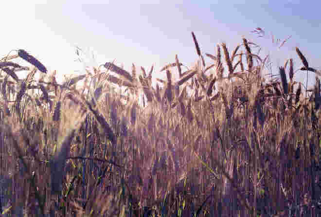 The Corn