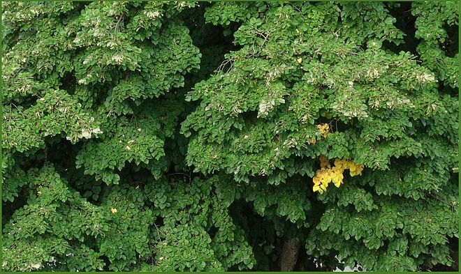 Lindenblättergeschichten