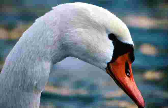 ein Schwan auf der Salzach