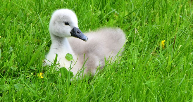 " MEINE SCHOKOSEITE "