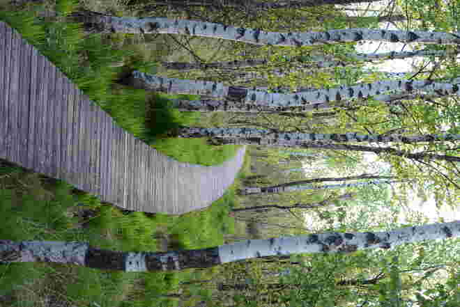 Birkenpfad