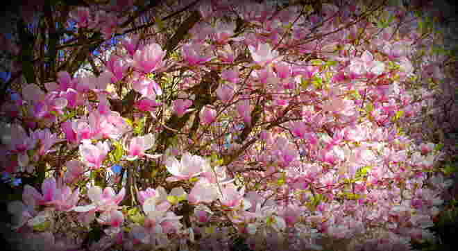 " MAGNOLIEN " 