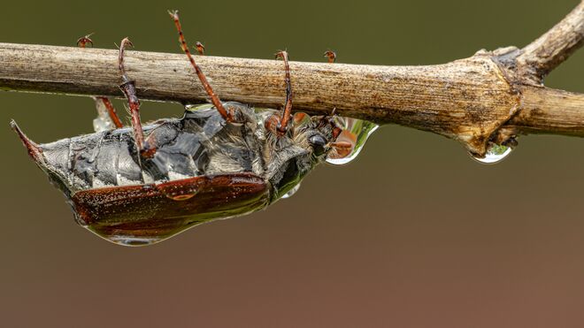 Ein Bild  noch vom Maikäfer