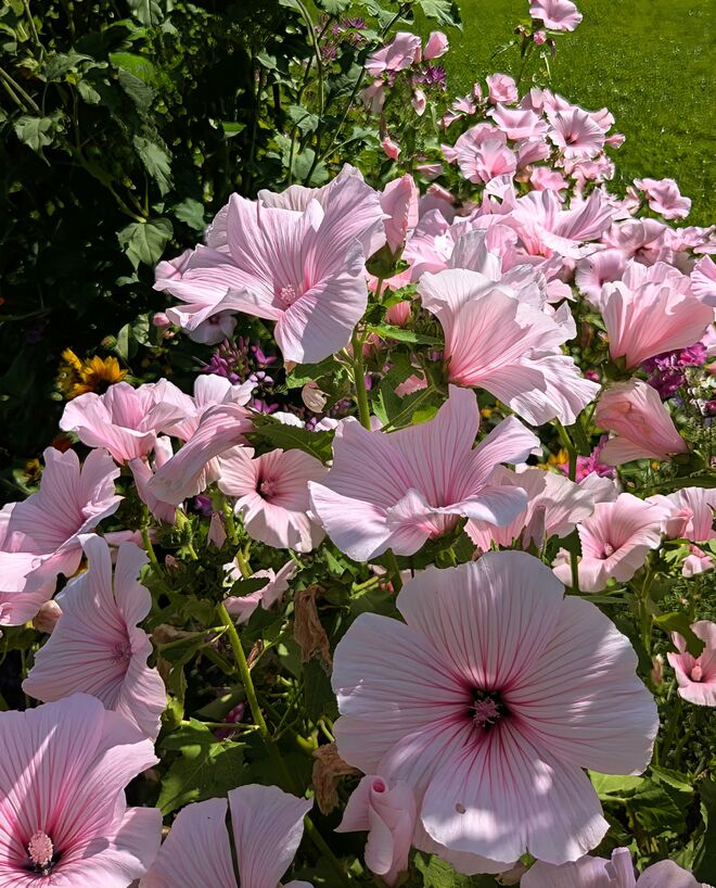 . . .  Malvenblütenregen  . . .