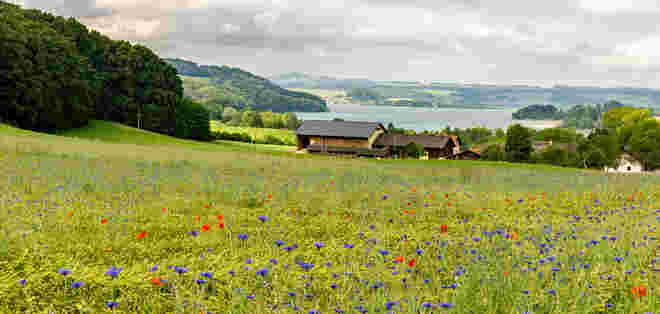 Mattsee