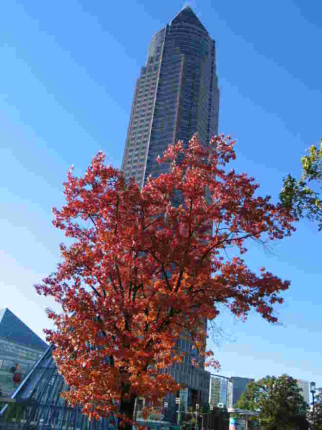 leuchtender Herbstbaum mit "Bleistift"