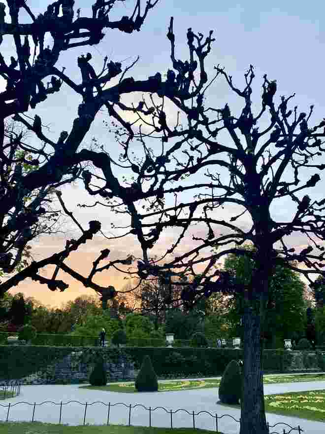 Im Mirabellgarten ....