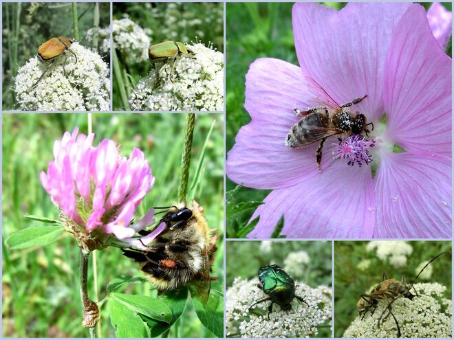 Mittagstisch für Hummel Rosenkäfer und Co