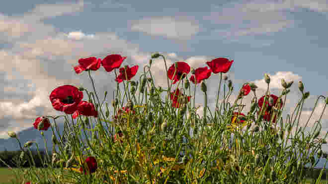 Mohn am Wegesrand