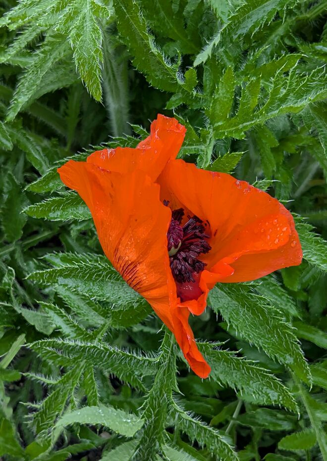 . . . ist mein MOHNROT bereits erlaubt ?