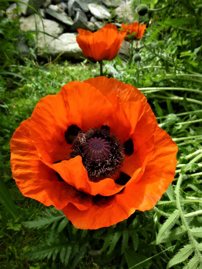 Bienenzuzeln im Mohnkelch