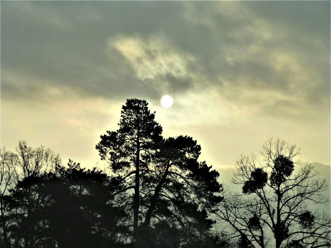 Morgensonne im Föhn