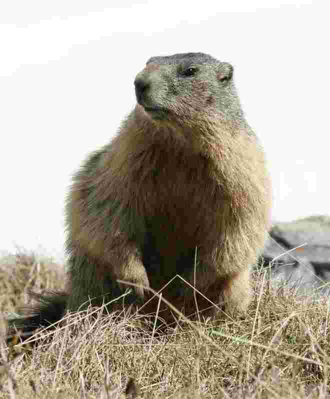 Aufmerksame Murmel