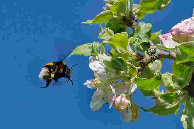 Brummi im Anflug