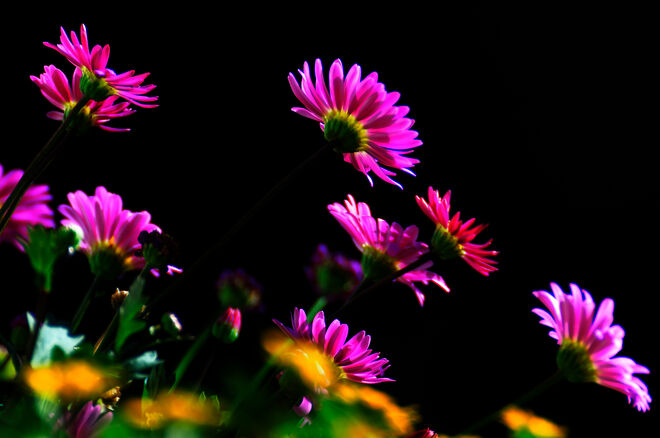 Balkonien kann so schön sein...