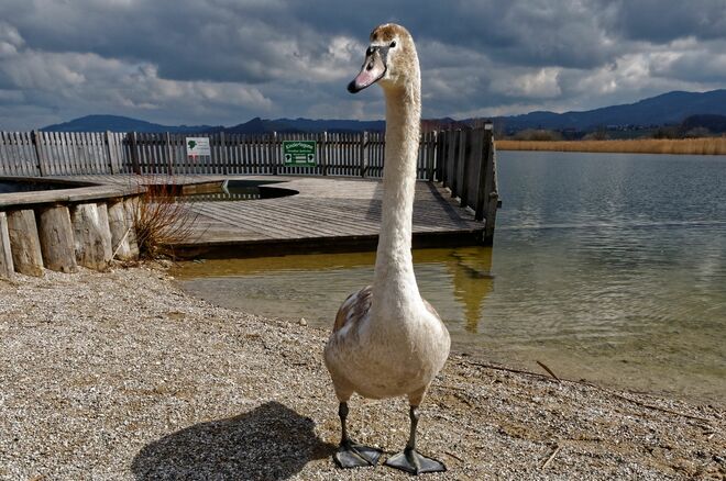 Der lange Lulatsch vom Wallersee